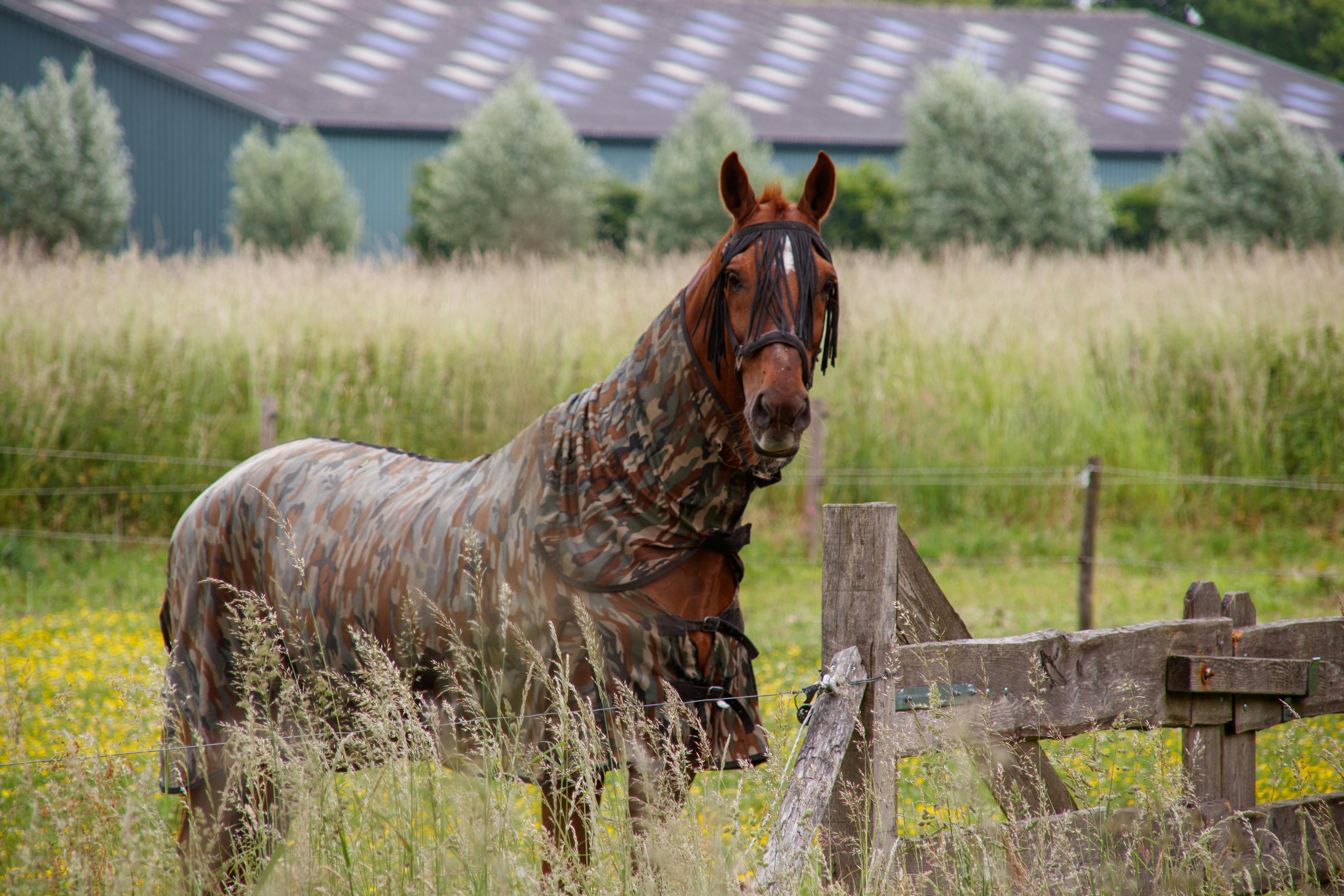 A horse wearing a camouflage blanket stands in a grassy field beside a wooden fence.