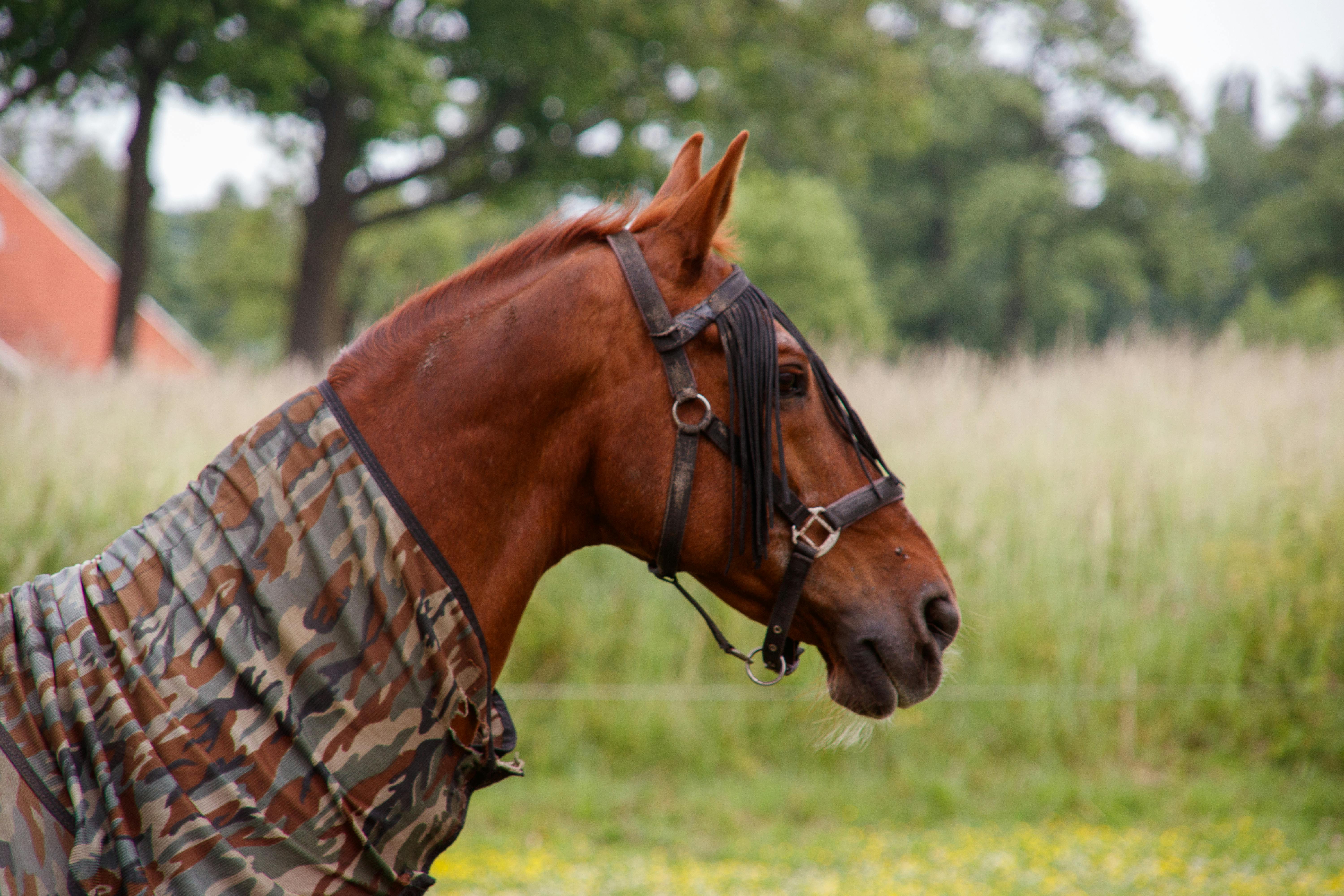 Profile view of a brown horse wearing a camouflage blanket in a green field.