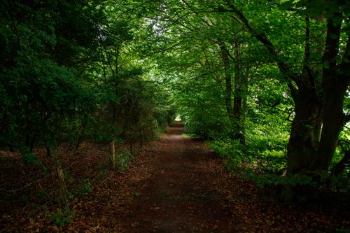 Free A tranquil forest pathway surrounded by lush green trees, ideal for nature walks. Stock Photo