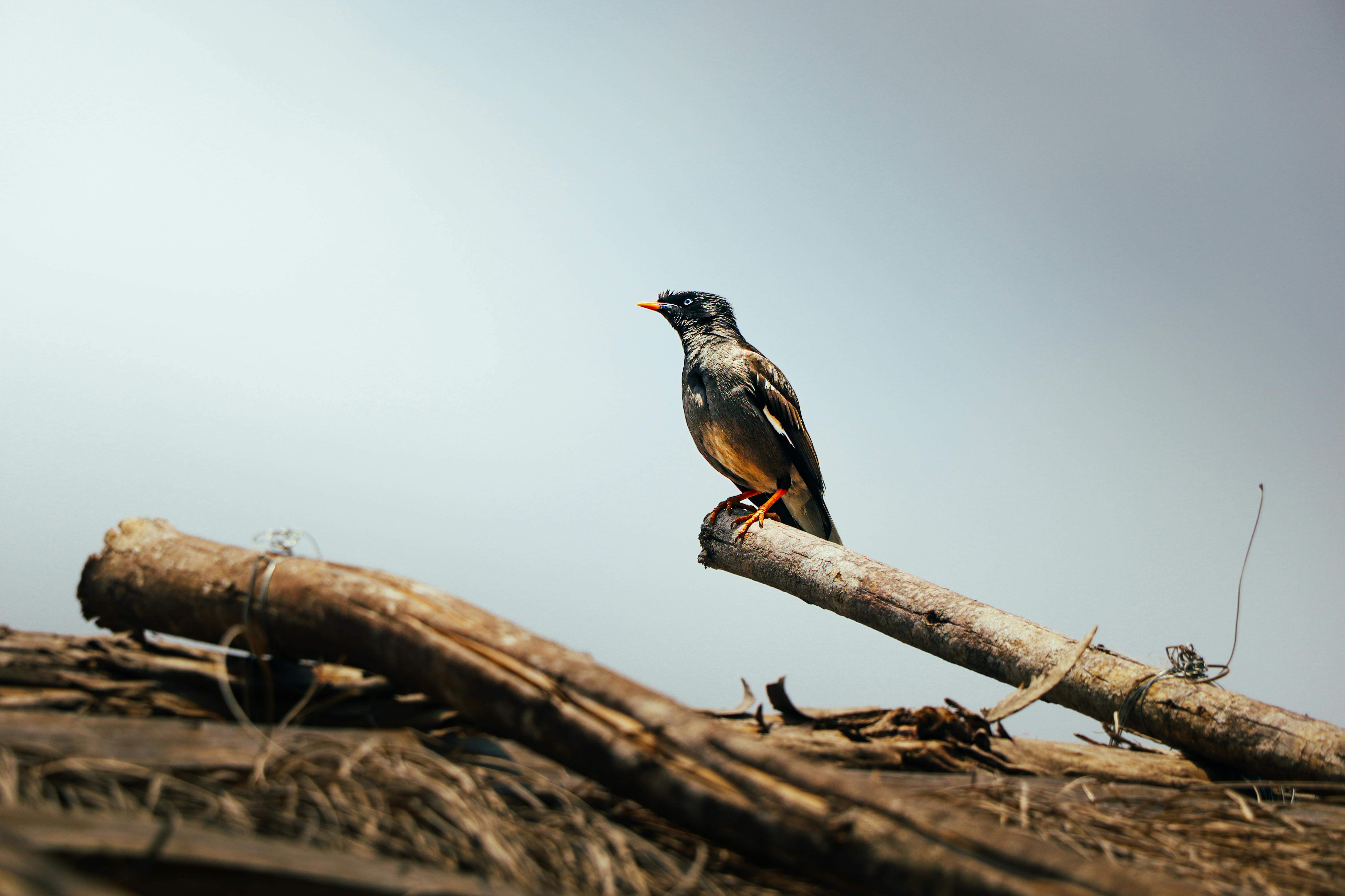 Bird Snare Perch