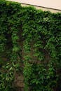 Lush Green Vine-Covered Wall in Alberta