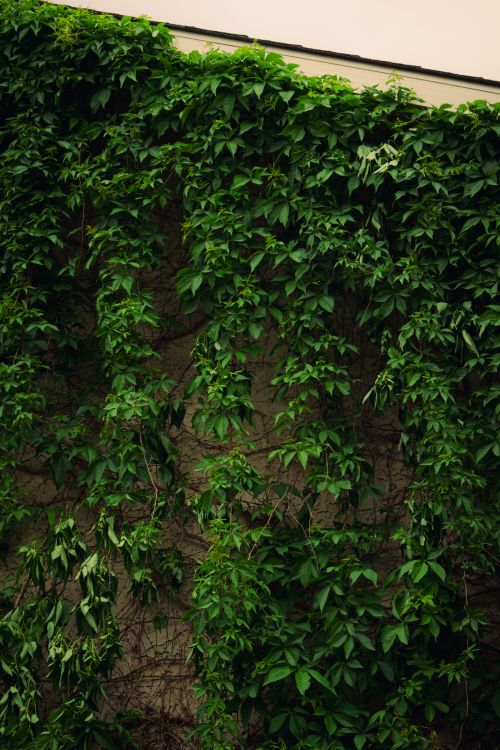 Free Beautiful wall overgrown with lush green vines in Alberta, Canada. Stock Photo