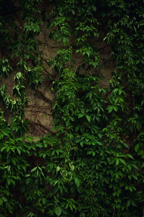Free Abandoned wall in Alberta covered with green ivy and climbing plants. Stock Photo