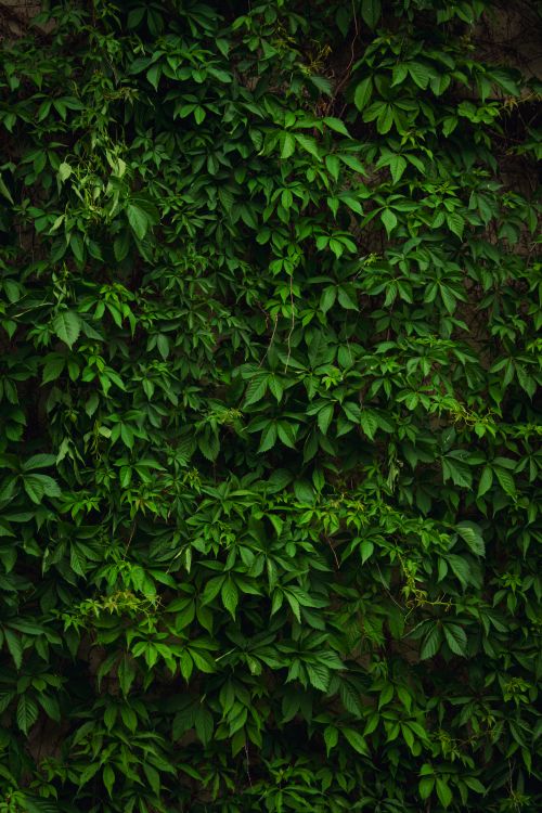 Free Thick green ivy plants growing abundantly on a wall, showcasing nature's reclaiming power in Alberta, Canada. Stock Photo