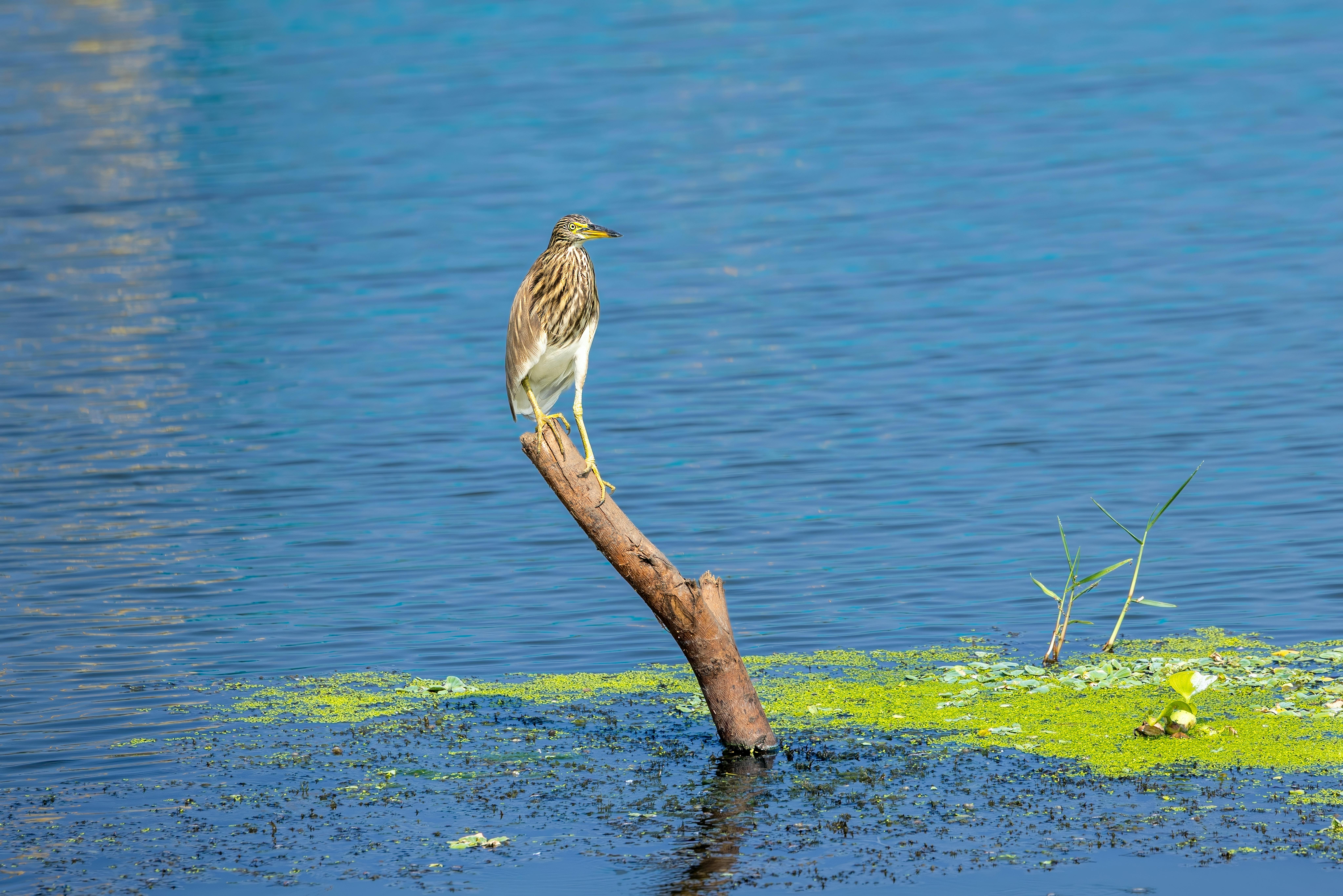 An Indian Pond Heron (Ardeola grayii) perched on a stump in Kolleru Lake, India.