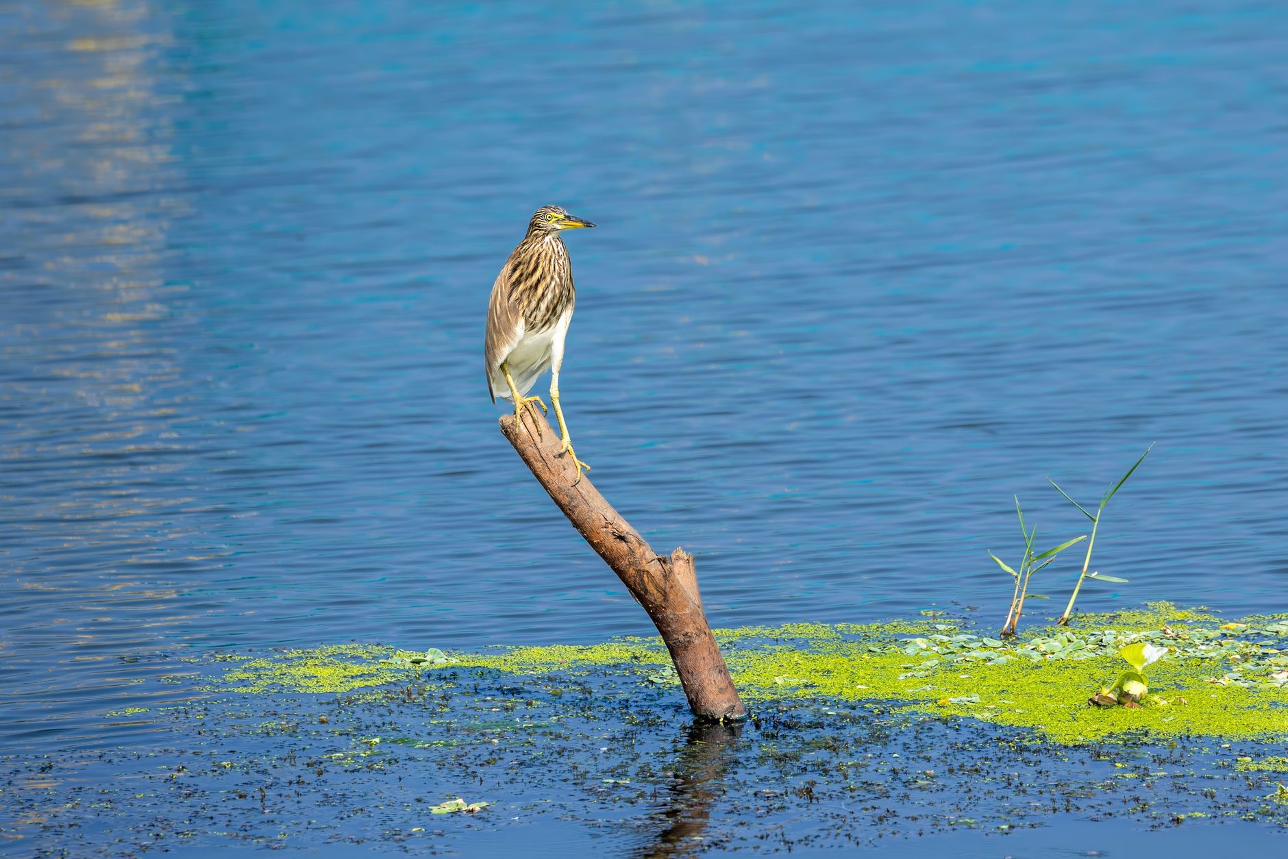 An Indian Pond Heron (Ardeola grayii) perched on a stump in Kolleru Lake, India.