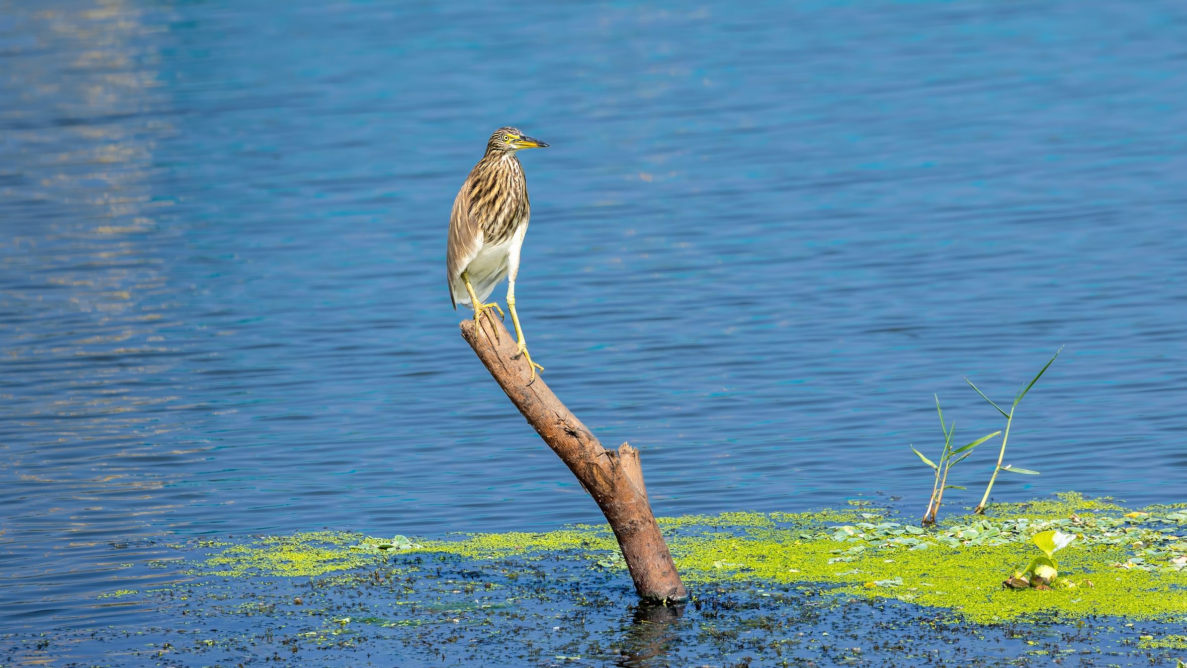 An Indian Pond Heron (Ardeola grayii) perched on a stump in Kolleru Lake, India.