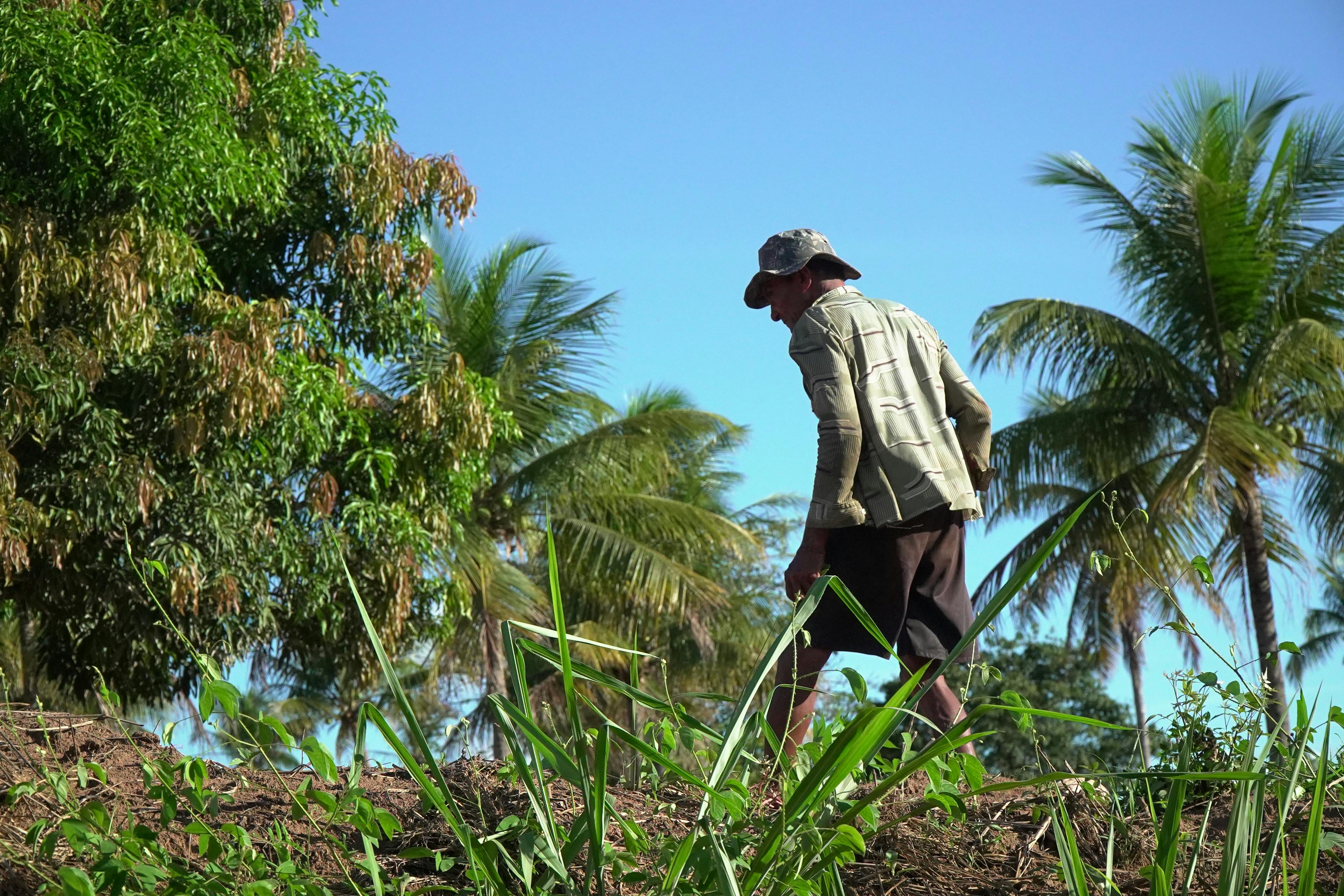 Free A farmer tending to crops under the tropical sun in Glória do Goitá, Brazil. Stock Photo
