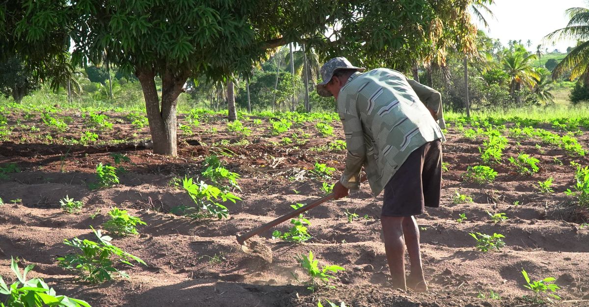 Modern farmer using a Ho in a no-till vegetable bed
