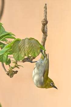 在印度浦那的树枝上，一只印度红眼鸟倒立栖息着