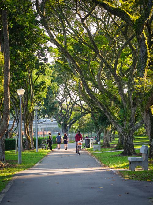 Free Outdoor park scene with people walking and biking under a canopy of trees on a sunny day. Stock Photo