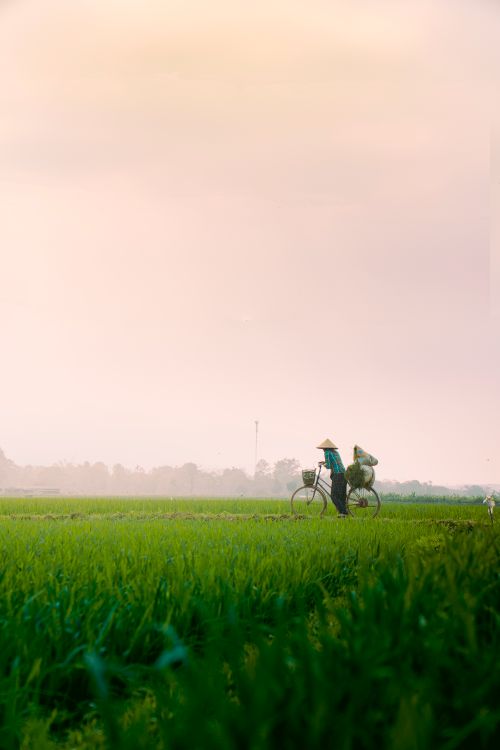 Free Two people cycling through a tranquil Vietnamese rice field at sunrise, showcasing traditional culture. Stock Photo