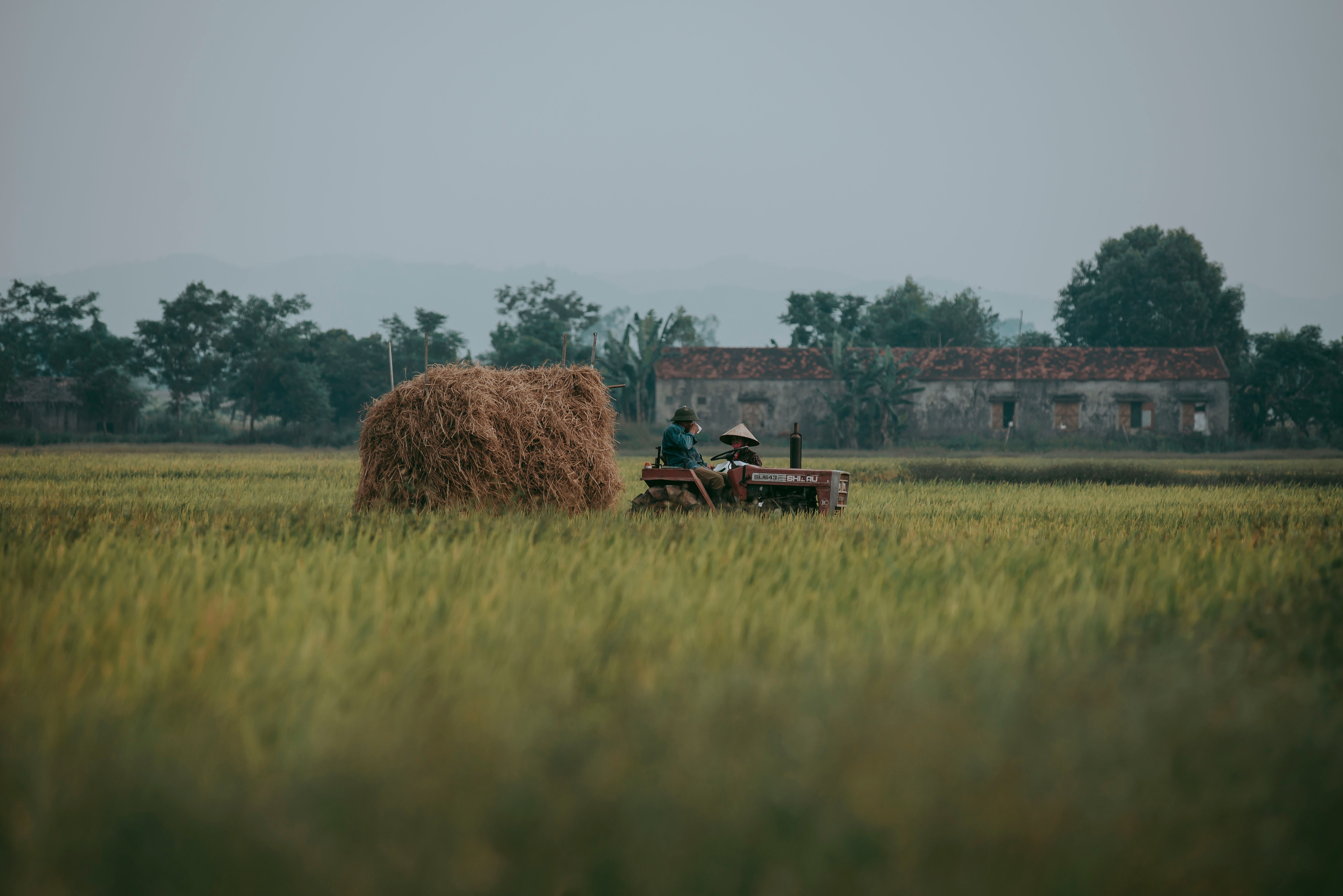 Farmers Working in a Lush Vietnamese Field · Free Stock Photo