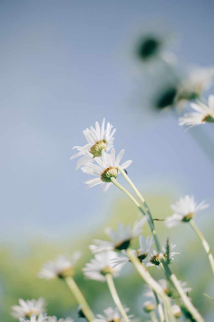 Daisies catching the light against a pale sky — photo by Aaron Burden on Pexels