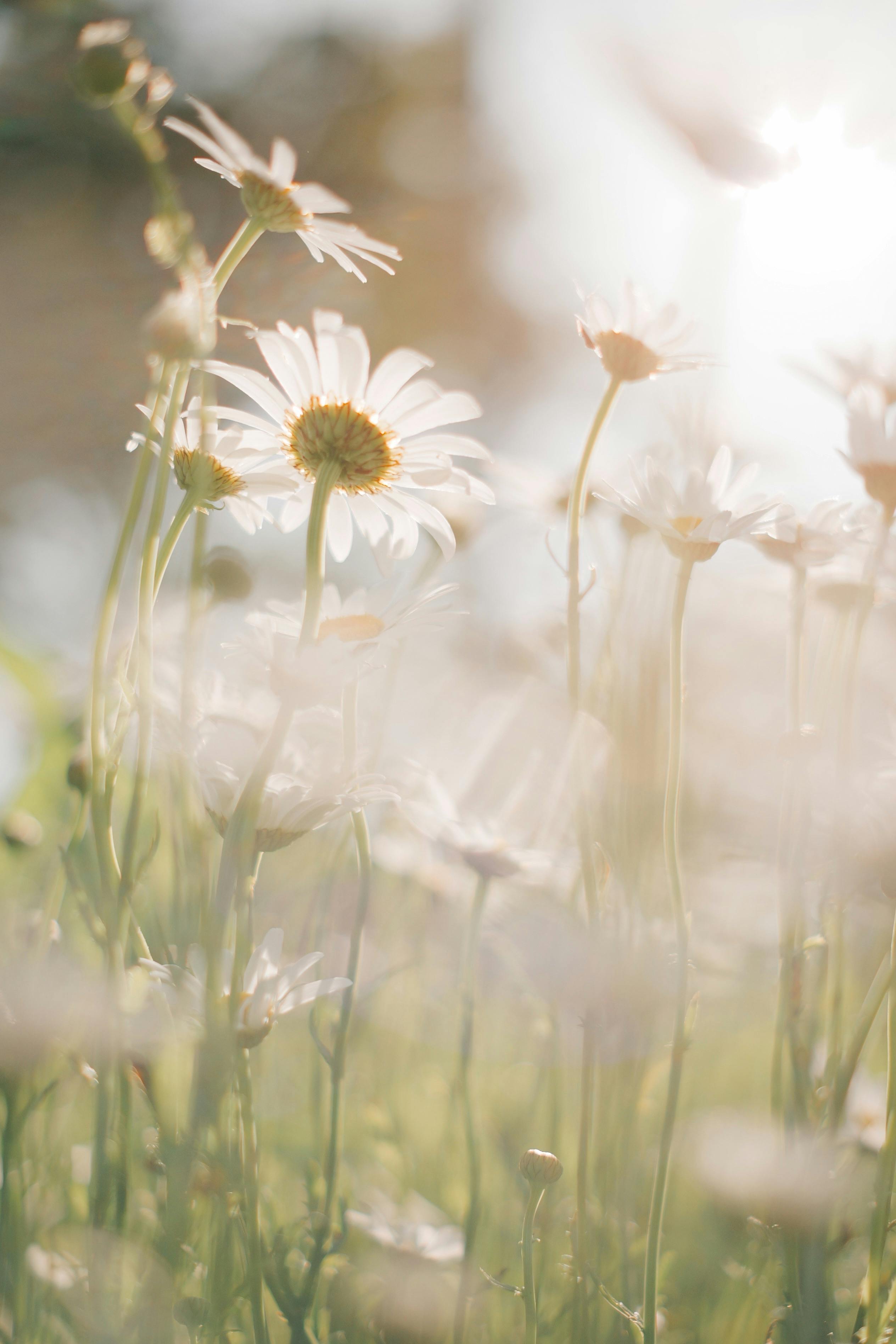 A tranquil scene of daisies blooming in soft sunlight, capturing nature's beauty.