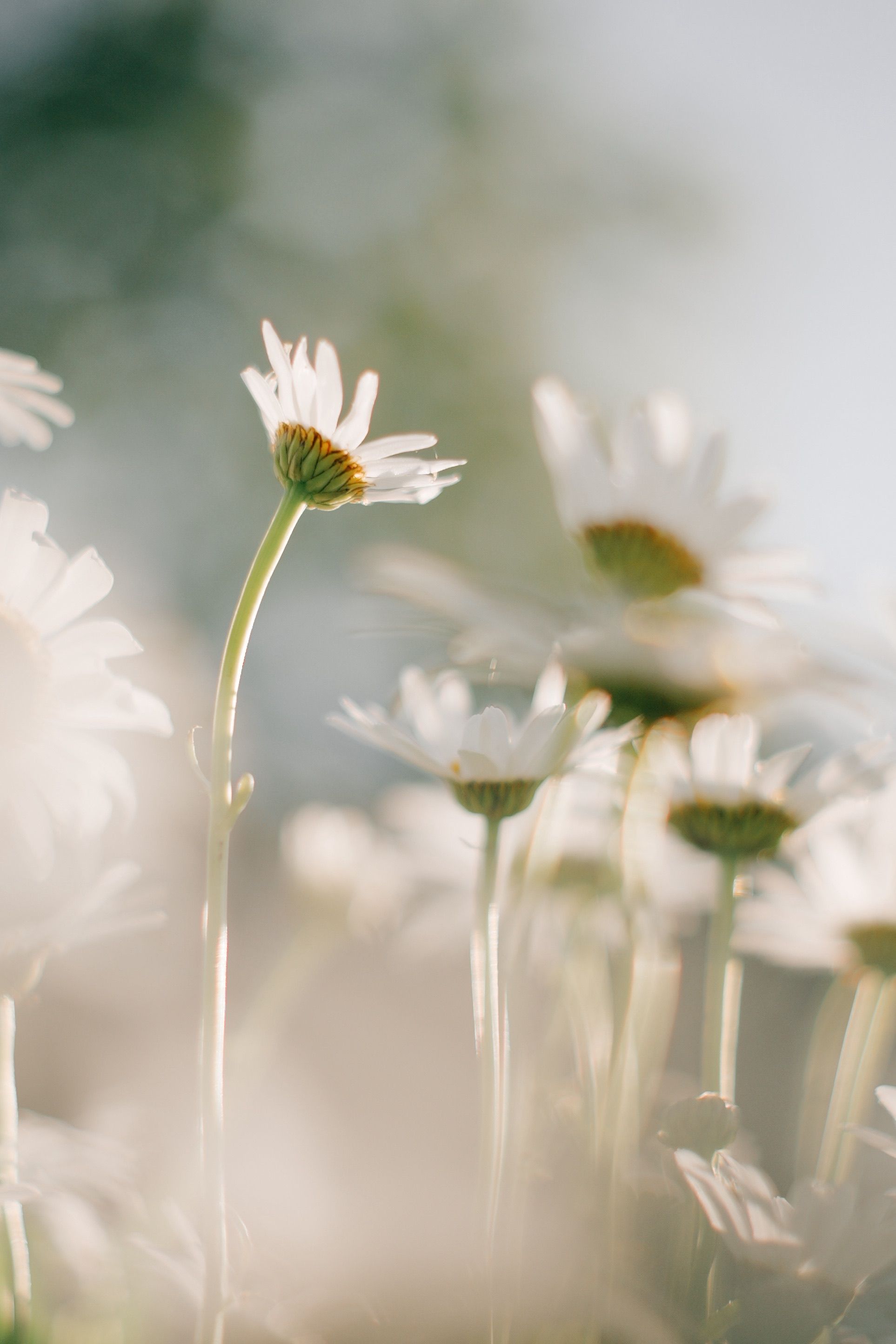 Close-up of white daisies glowing in warm sunlight, embodying spring's essence.