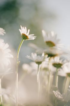 Close-up of white daisies glowing in warm sunlight, embodying spring's essence.