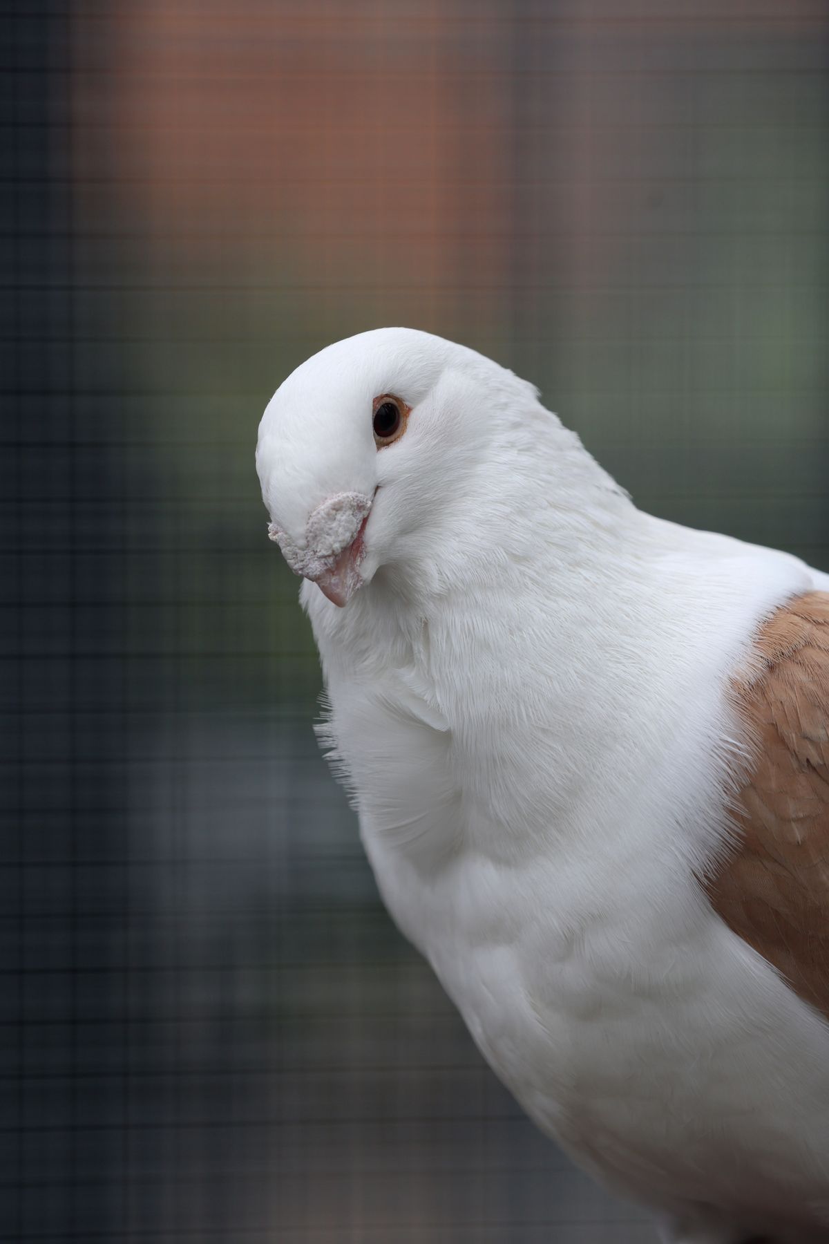 White Dove Photos, Download The BEST Free White Dove Stock Photos & HD ...