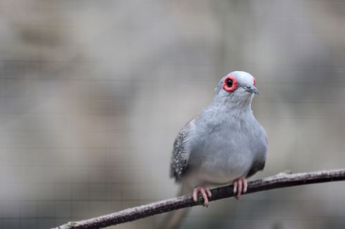 Free Close-up of a diamond dove with red eye-ring perched on a branch. Stock Photo