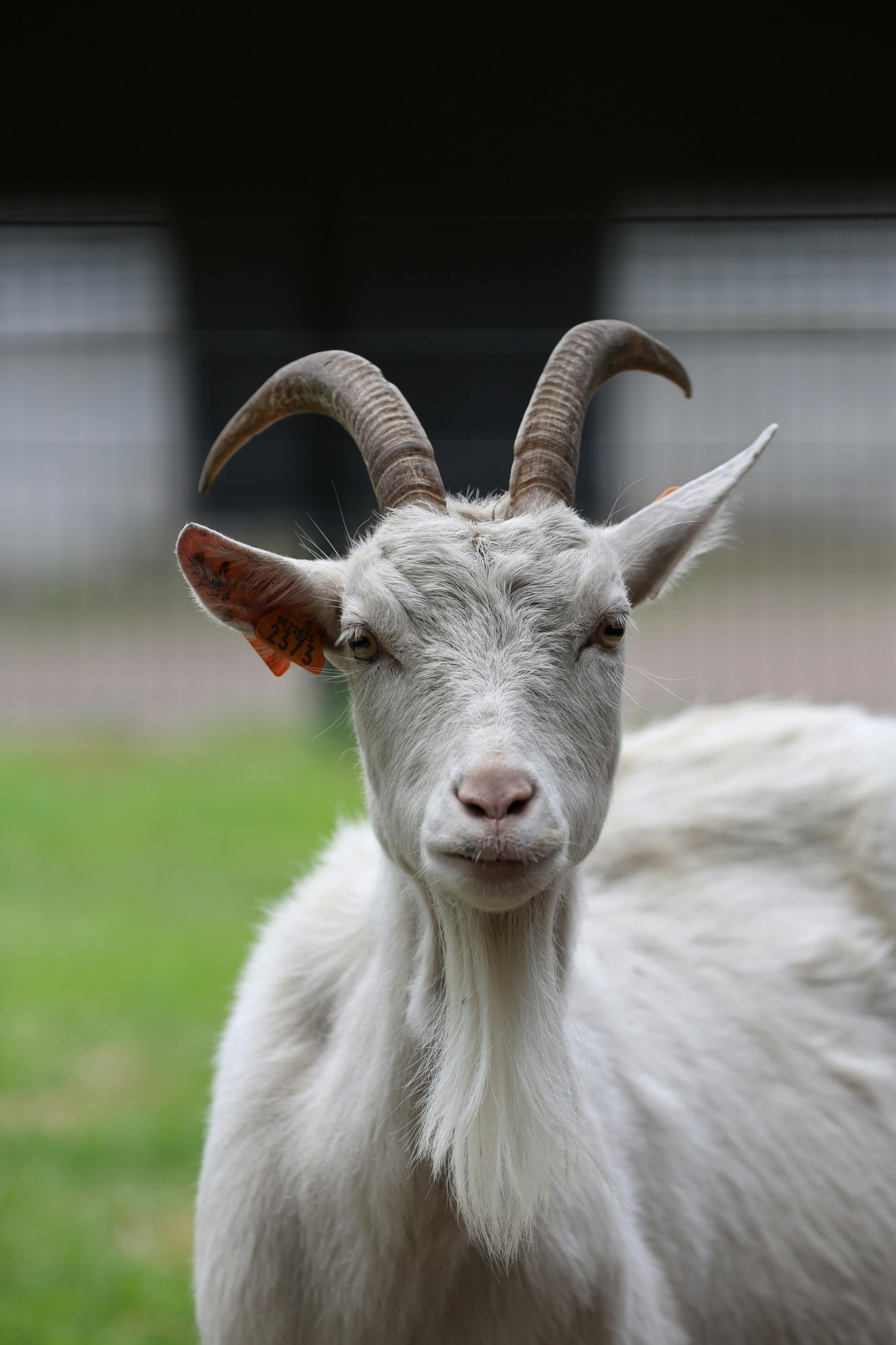 Gratuit Vue rapprochée d'une chèvre blanche aux cornes courbées dans un décor extérieur. Photos