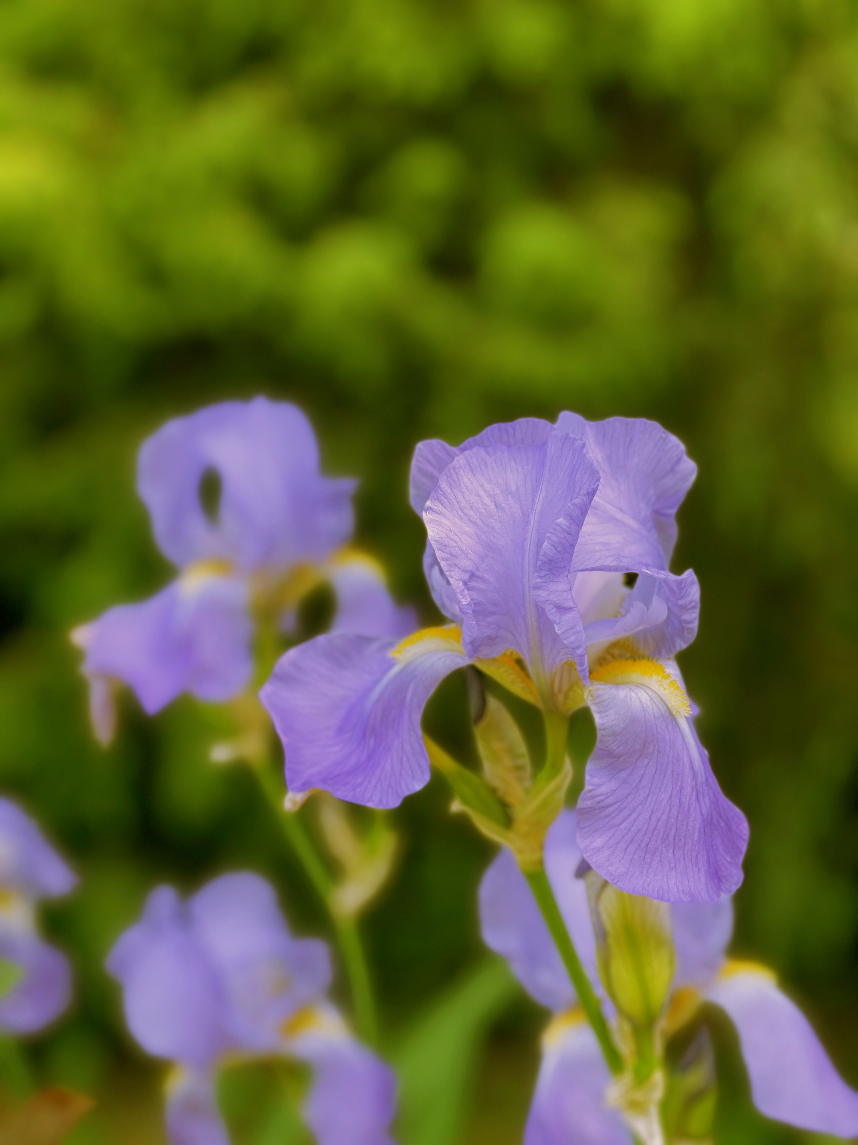 [ColoSach]-close-up-of-vibrant-purple-irises-against-a-lush-green-background,-capturing-nature's-beauty.