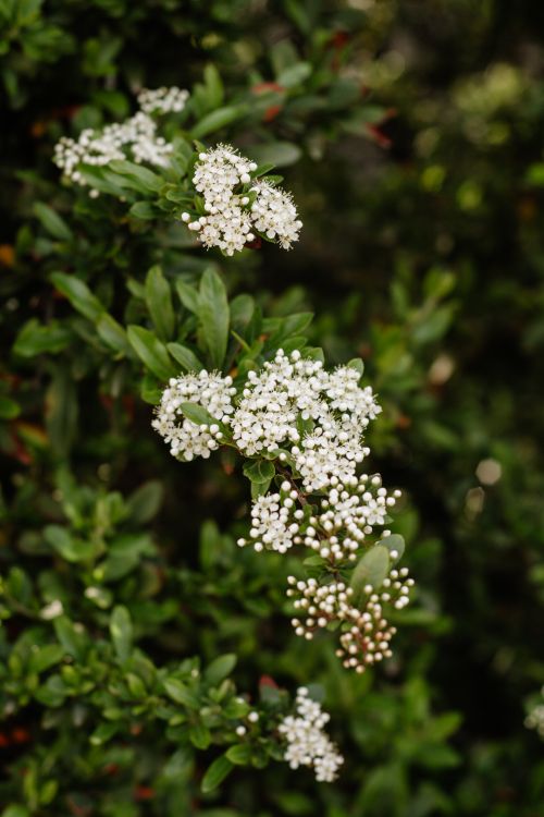 Free Detailed view of blooming white viburnum flowers among lush green leaves. Stock Photo