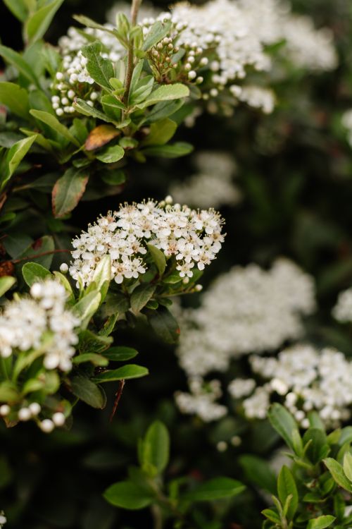 Free Detailed image of white pyracantha flowers blooming with lush green leaves. Stock Photo