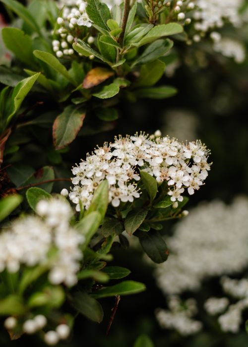 Free A detailed macro shot of white flowers blooming on a lush green shrub in natural light. Stock Photo