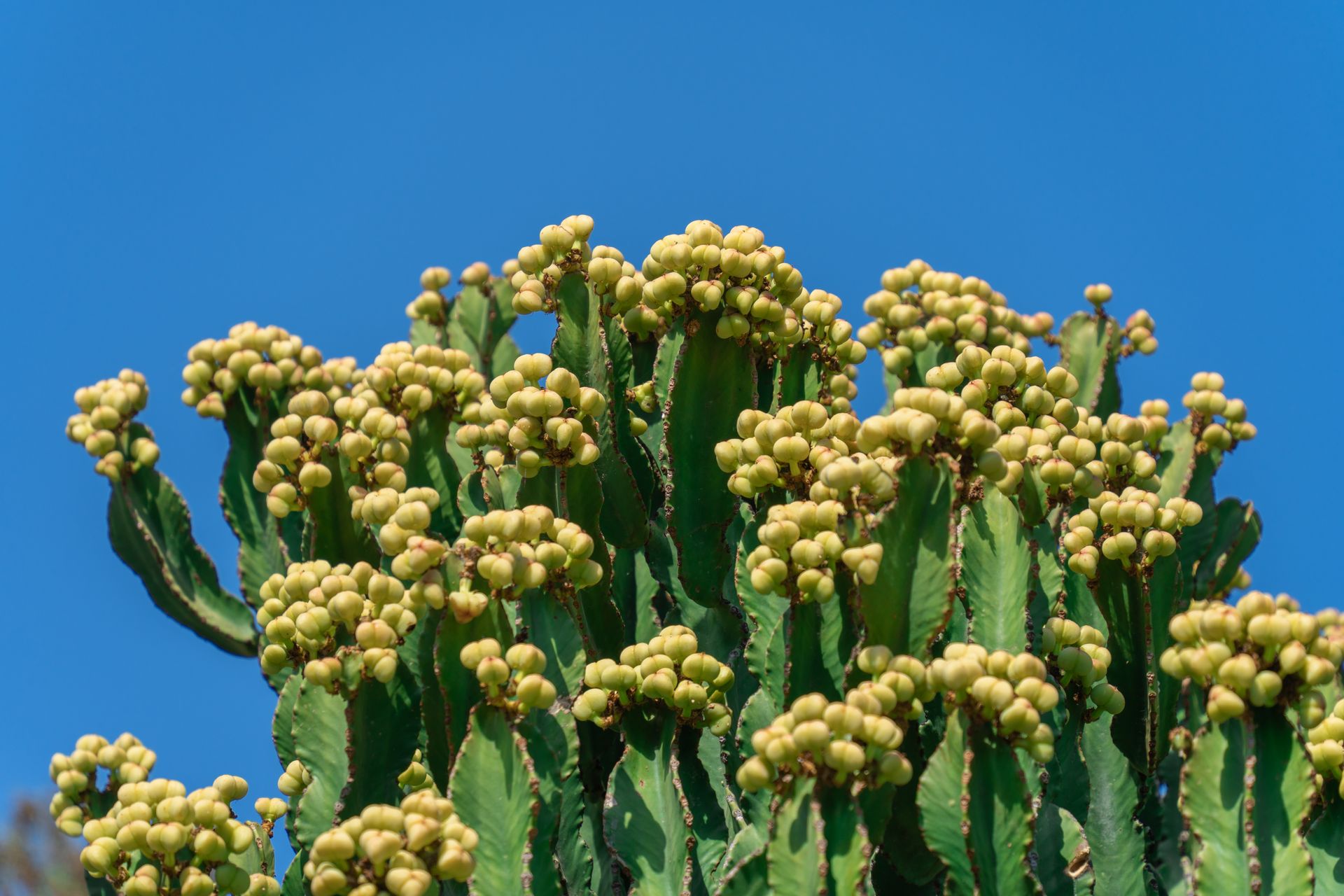 Close-up of Euphorbia cactus with yellow fruits under a clear blue sky in Elche, Spain.