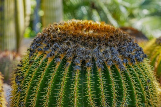 Plant or Succulent