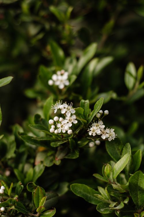Free Vibrant green leaves with delicate white blossoms in a natural setting. Stock Photo