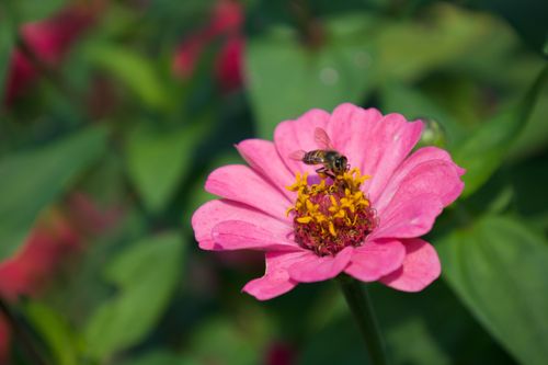 Free Close-up of a honey bee pollinating a vibrant pink zinnia in a garden setting. Stock Photo