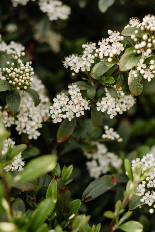 Free Close-up of white flowers on green leaves, capturing the essence of spring. Stock Photo