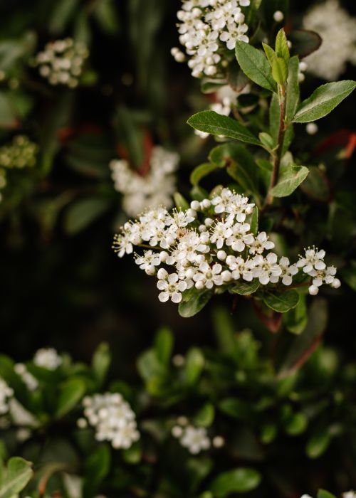 Free Beautiful white flowers blooming amidst lush green leaves, capturing the essence of nature. Stock Photo