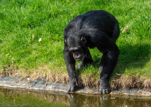 Free A chimpanzee bends over to drink from a pond in a grassy area, showcasing its natural behavior. Stock Photo