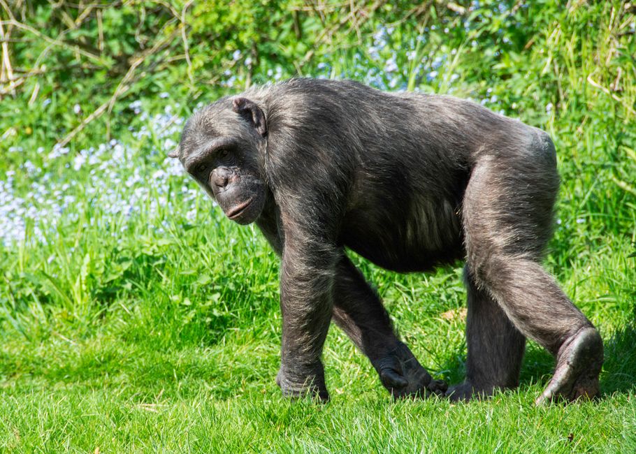 A chimpanzee strolling through vibrant green grass on a sunny day.