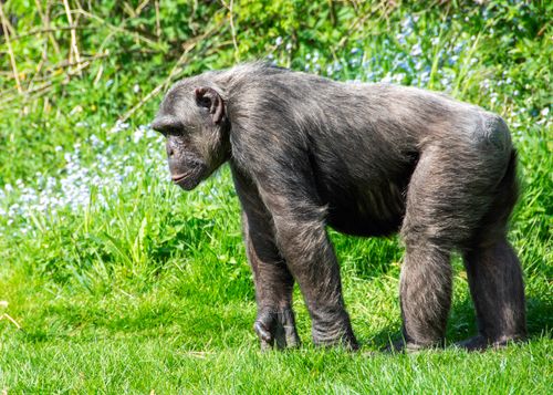 Free A chimpanzee walking through grass in a natural, sunny outdoor setting. Stock Photo