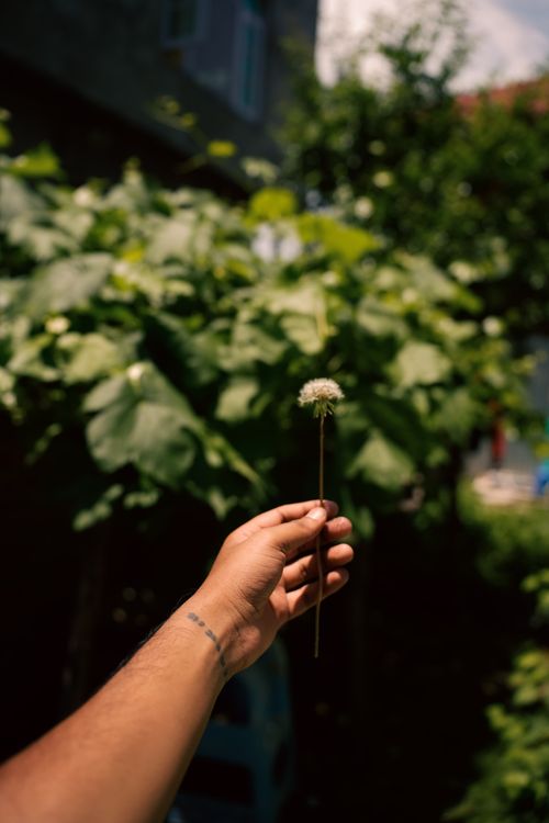 Free A hand holding a dandelion with green foliage background, captured outdoors in Srinagar. Stock Photo