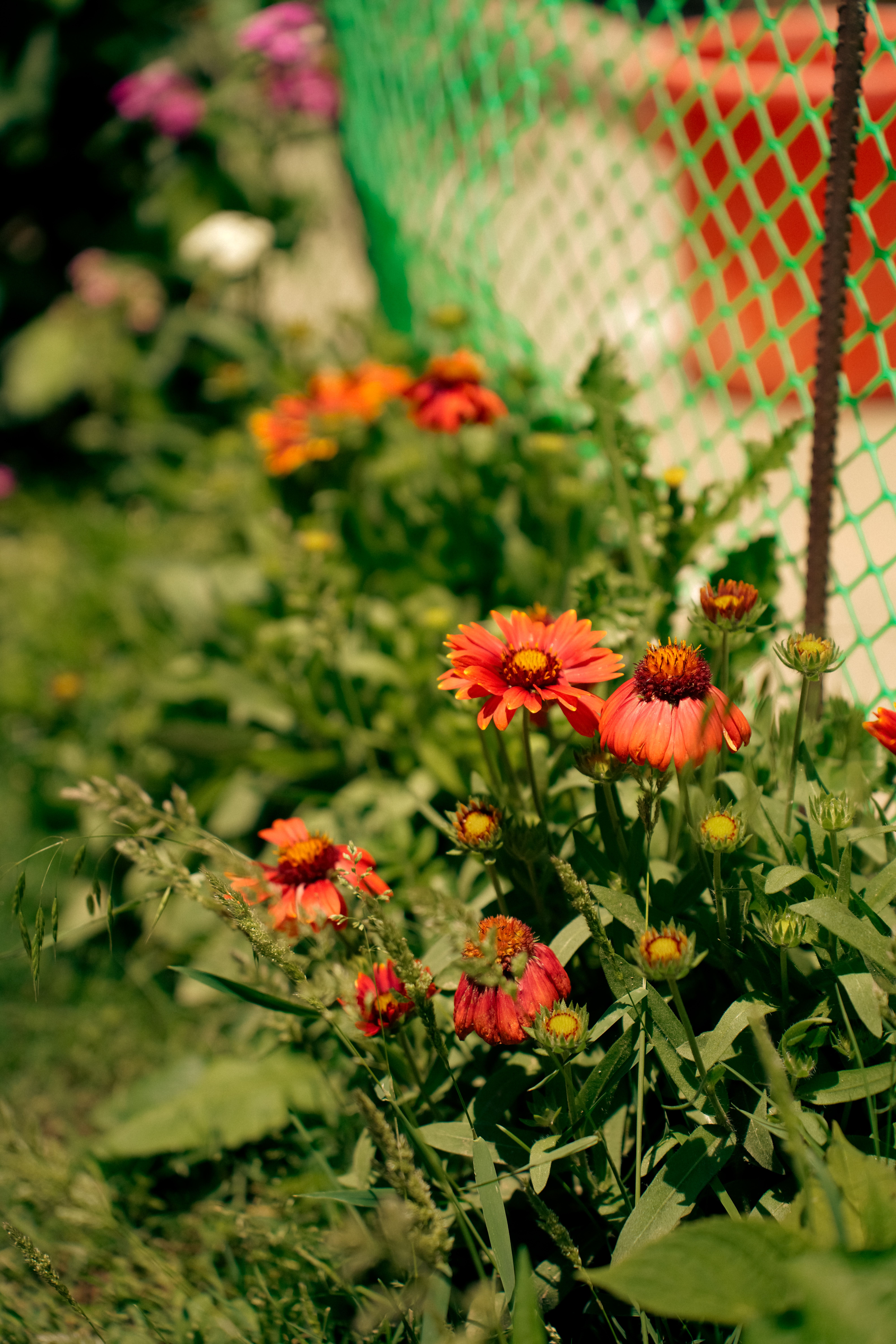 [ColoSach]-vibrant-wildflowers-basking-in-sunlight-near-green-mesh-fence-in-srinagar,-providing-a-lively-springtime-scene.