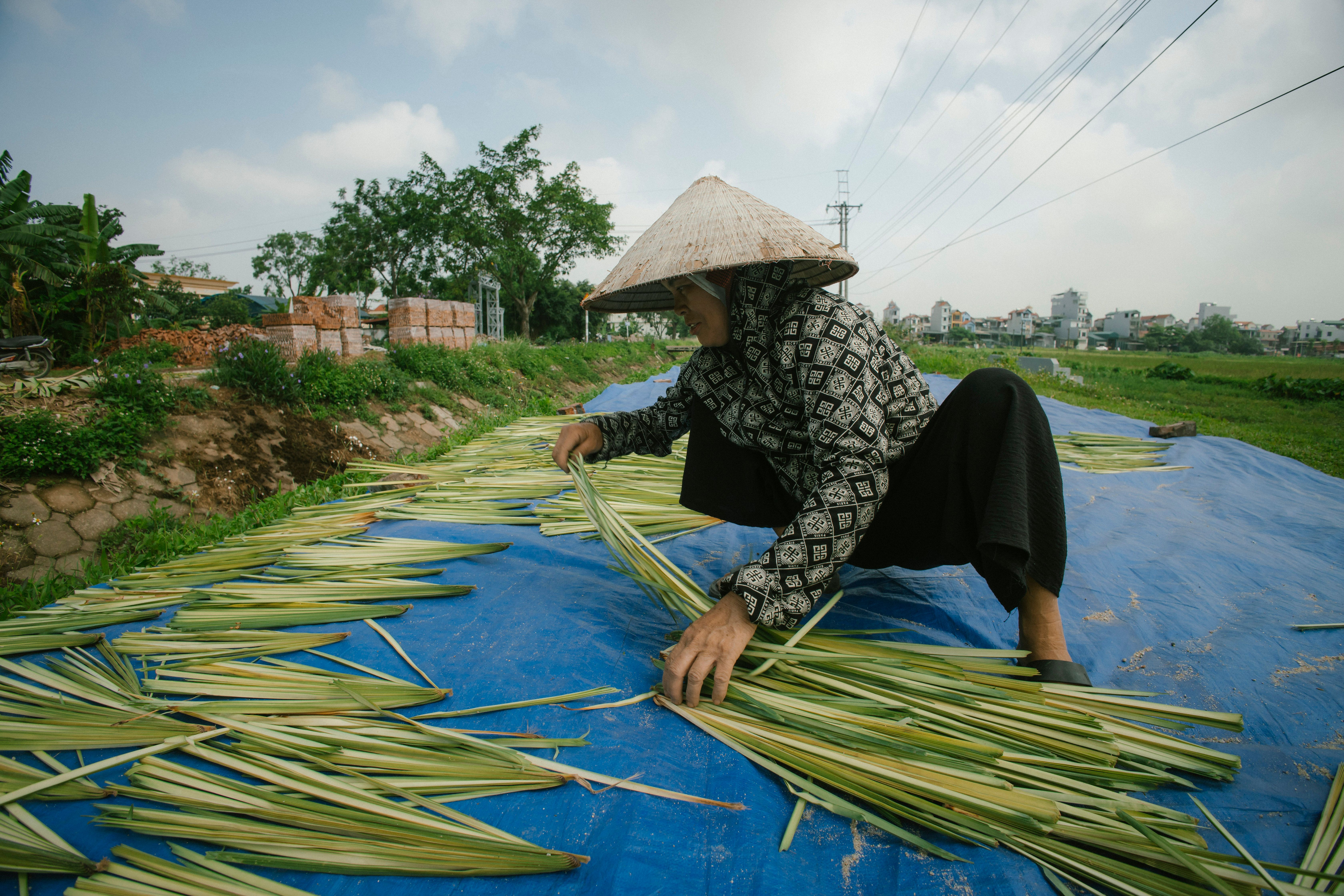 Traditional Vietnamese Farmer Arranging Leaves Outdoors · Free Stock Photo