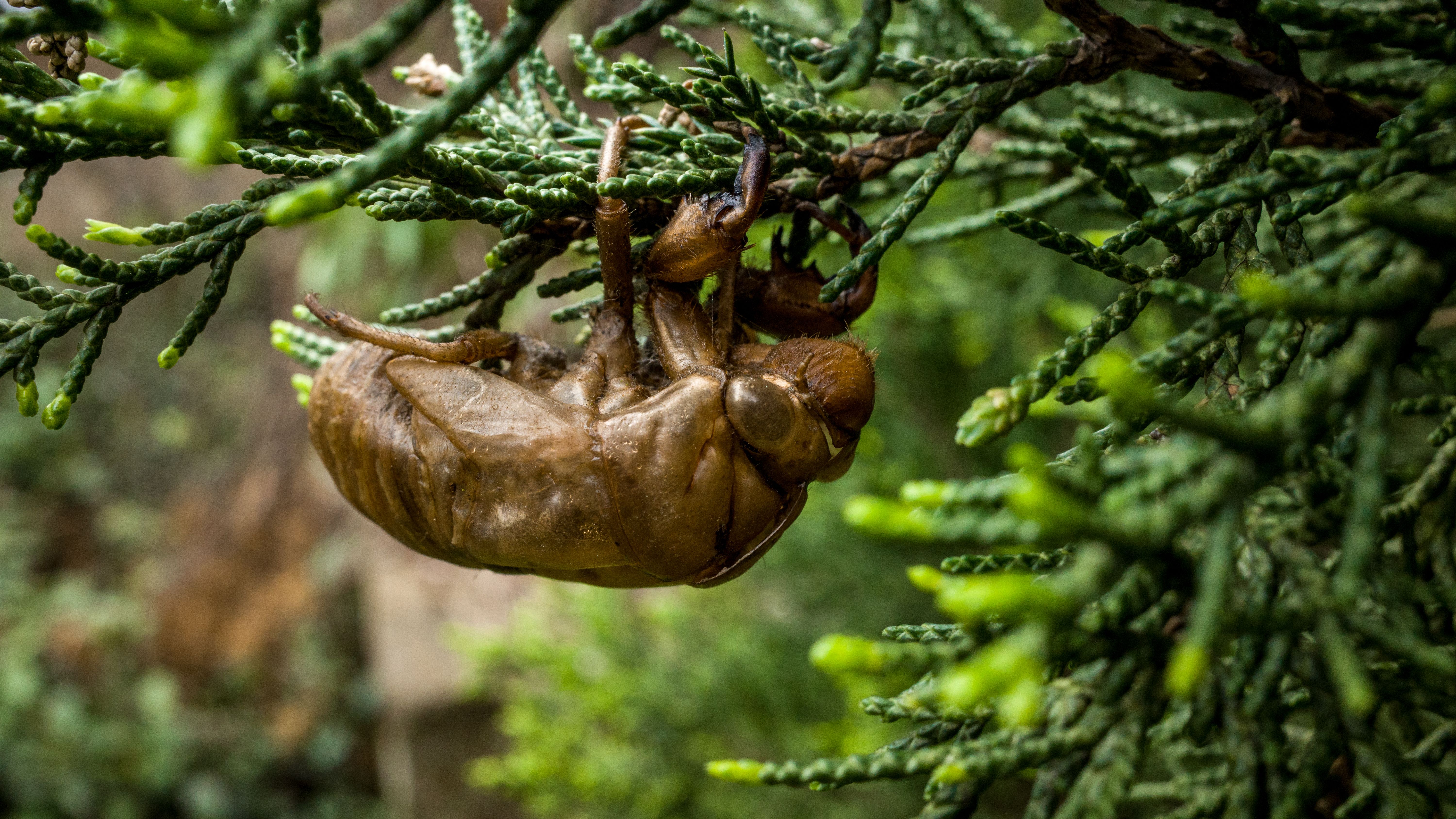 Macro Shot of Cicada Shell on Evergreen Branch · Free Stock Photo