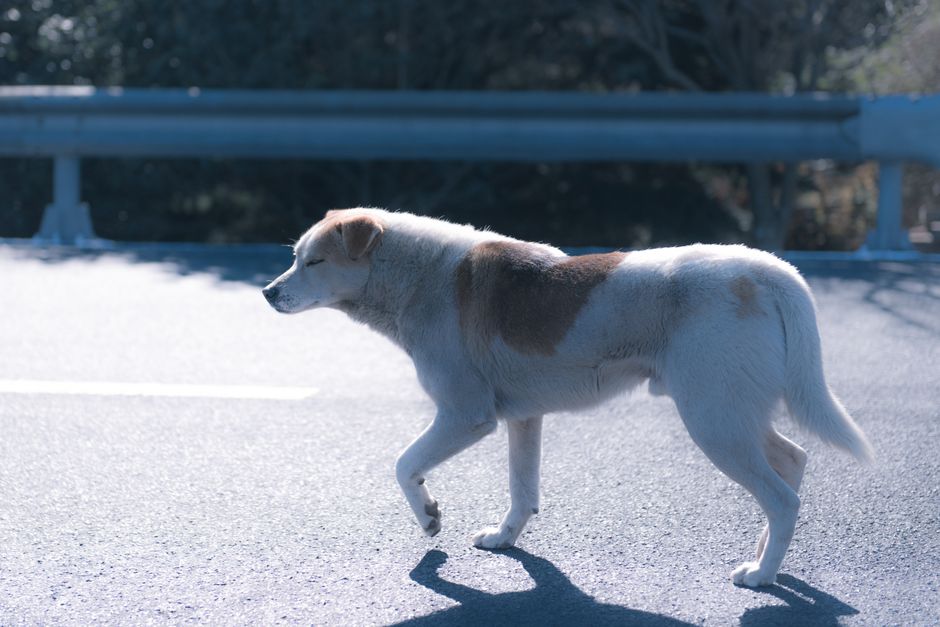 野良犬が晴れた日に静かな道を横切り、影を落としています。