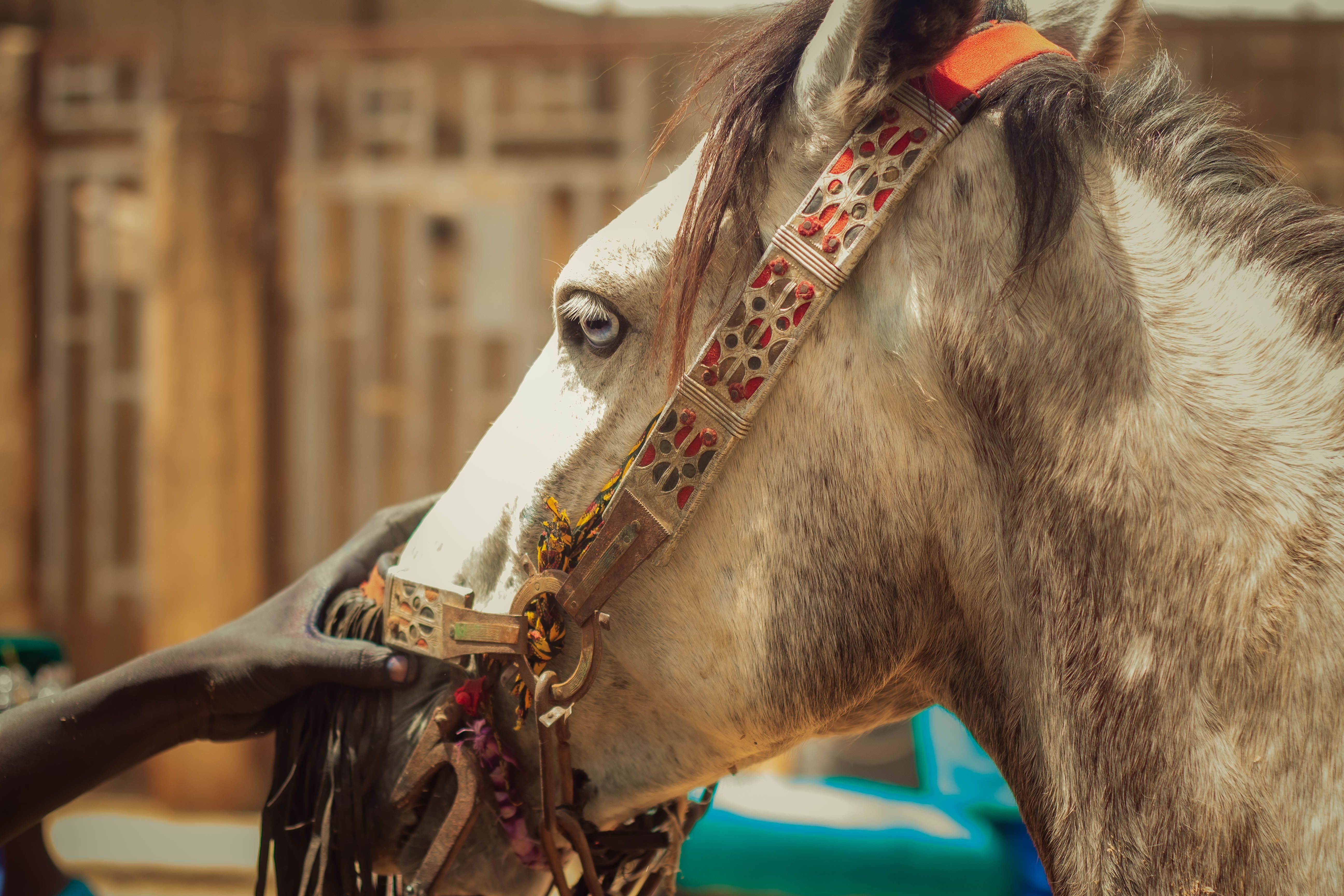 Close-up of a horse with a decorative bridle being touched by a person.