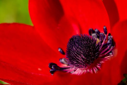 Closeup view of a vibrant red Anemone flower with a rich purple center showcasing nature's beauty.