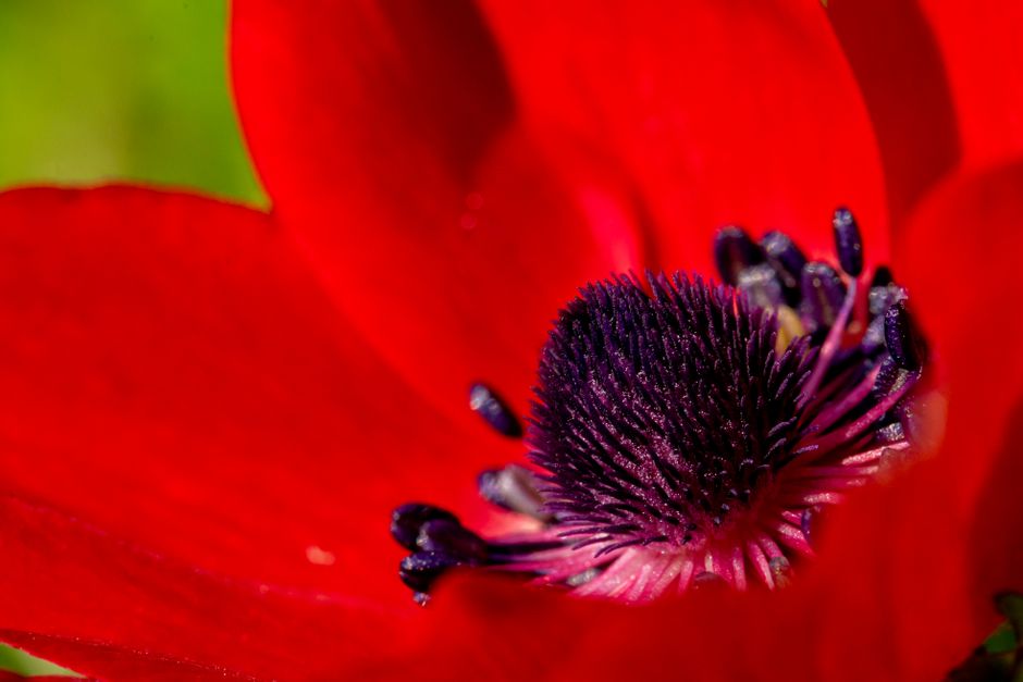 Closeup view of a vibrant red Anemone flower with a rich purple center showcasing nature's beauty.
