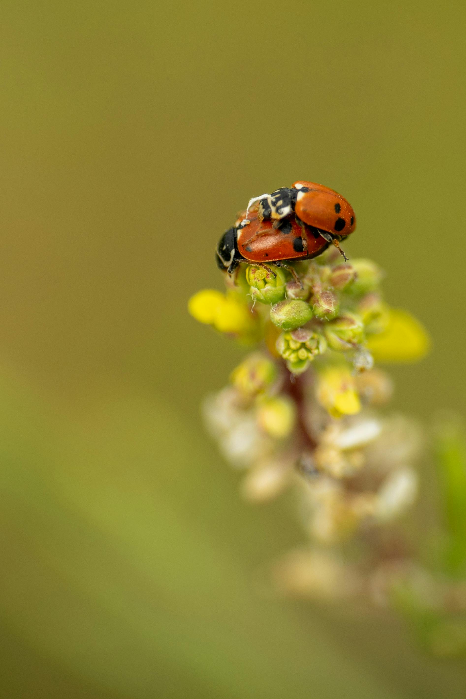Two ladybugs on a flower captured in detailed macro photography, highlighting spring's vibrant nature.
