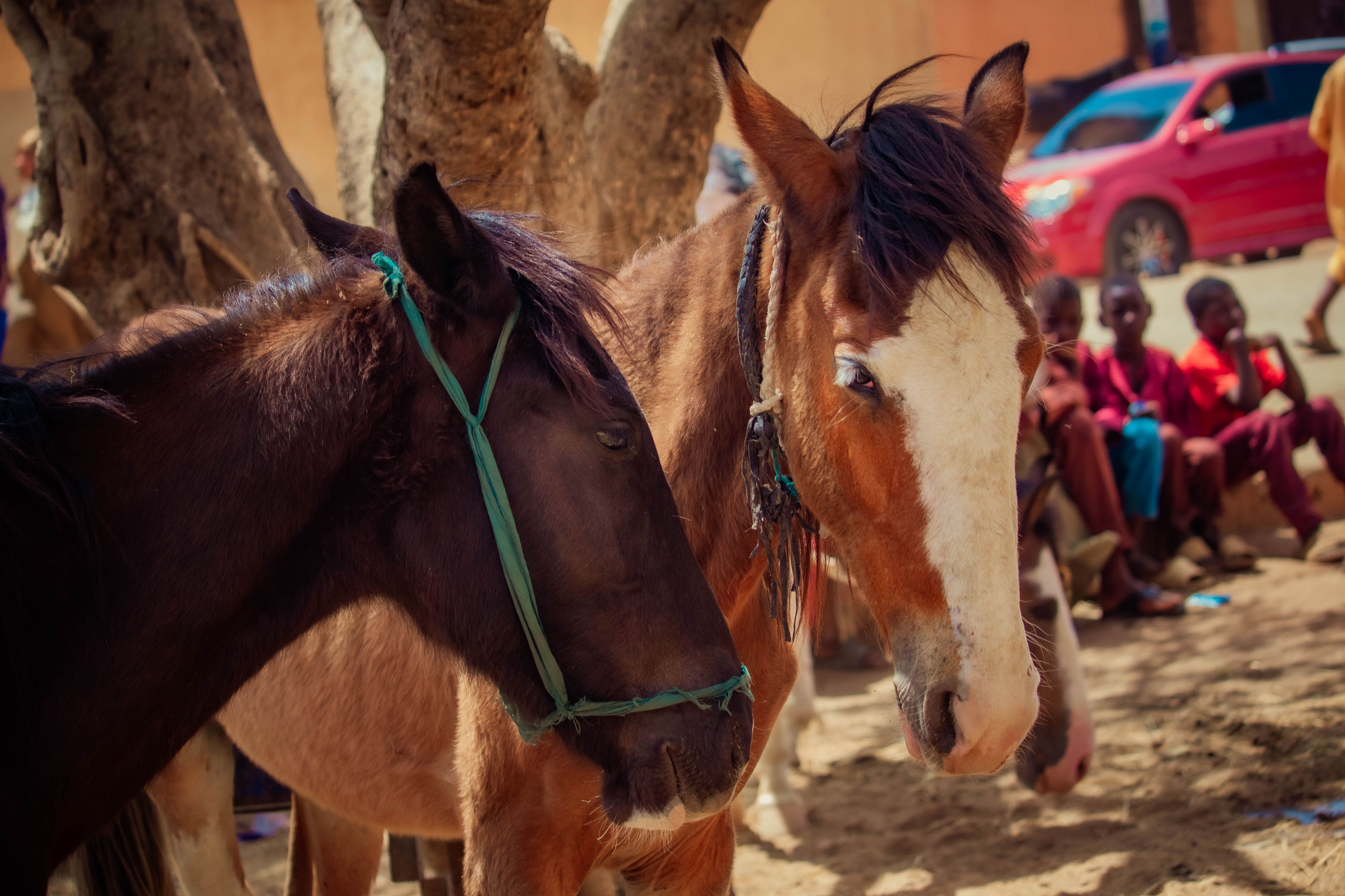 Two horses standing in a vibrant outdoor market with onlookers in the background.