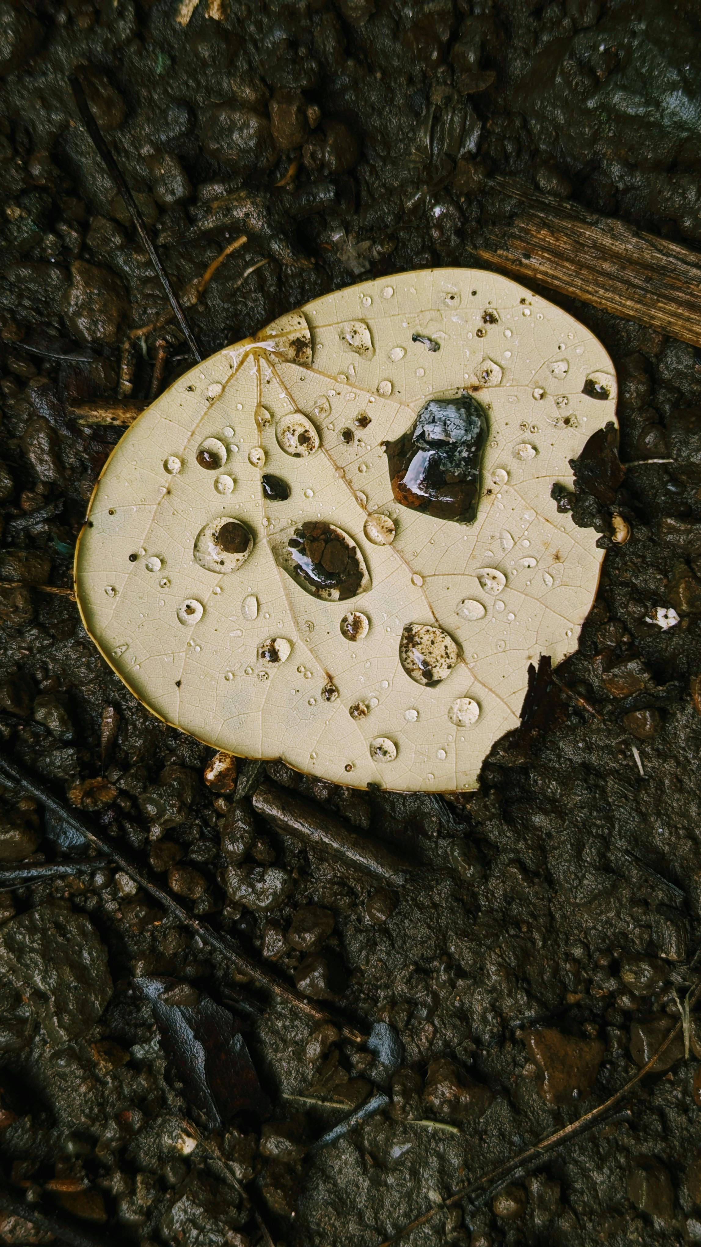 close up hydrophobic soil