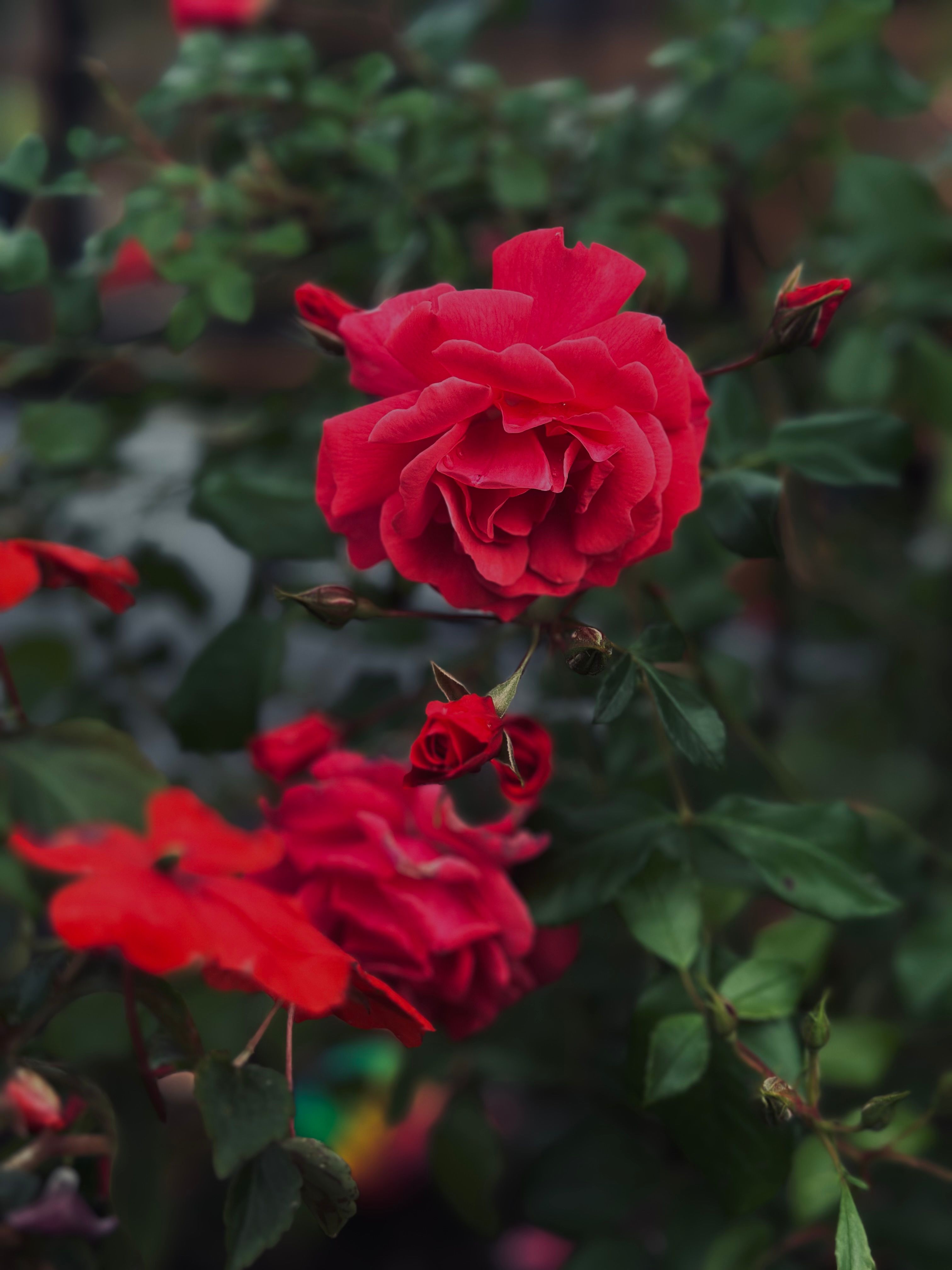 Des Roses Rouges éclatantes Fleurissent Dans Un Jardin D'été · Photo ...