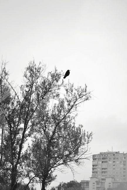 Silhouette of a bird perched on a tree with city buildings in the background.